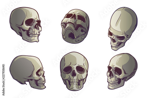 Set of 5 Human Skulls in various view angles. Linear drawing painted in 3 shades, isolated on white background. EPS10 vector illustration
