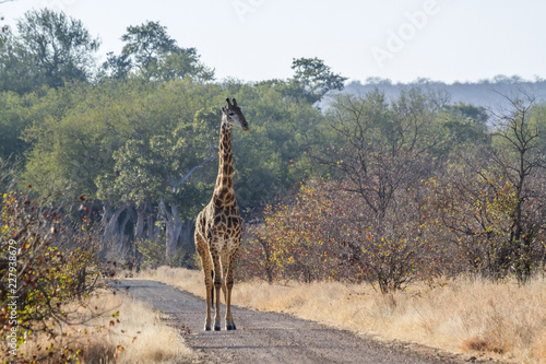 Giraffe in Kruger National park  South Africa . Specie Giraffa camelopardalis family of Giraffidae