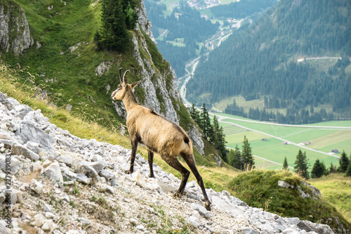 Gämse in den Allgäuer Alpen - Wildtier in der Natur der Bayerischen Berge