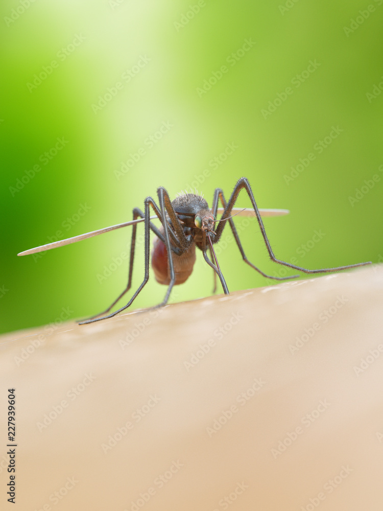 3d rendered illustration of a mosquito bitiing a human 3d rendered illustration of a mosquito bitiing a human