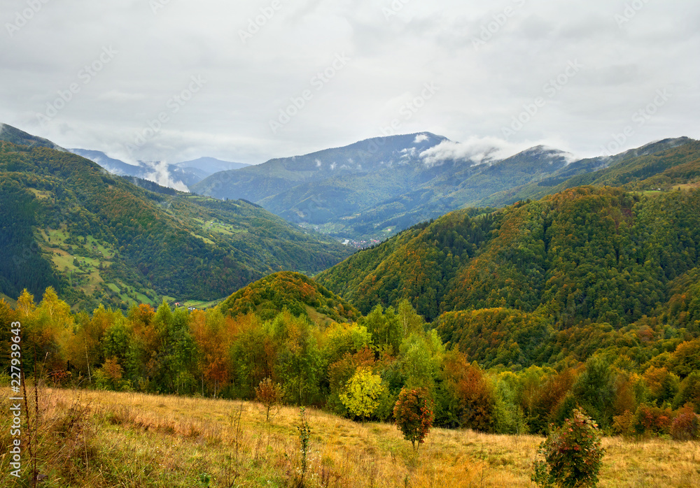 Autumnal colorful forest in mountain during rain. Carpathian mountains