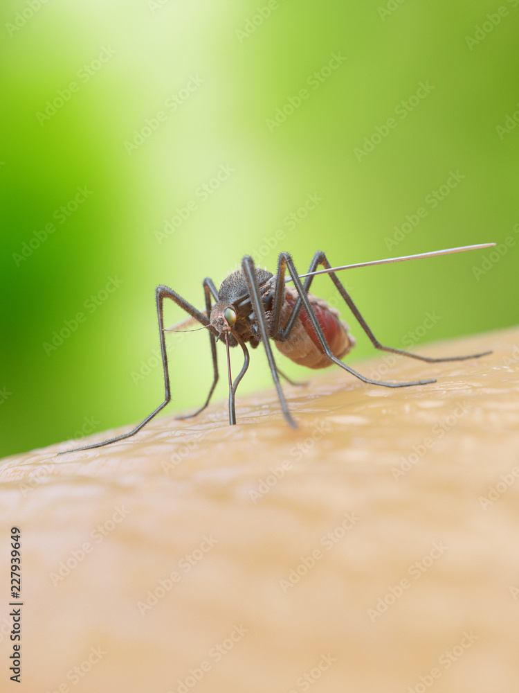 3d rendered illustration of a mosquito bitiing a human 3d rendered illustration of a mosquito bitiing a human