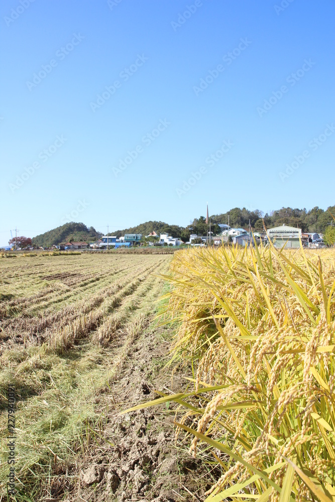 Fototapeta premium field of wheat