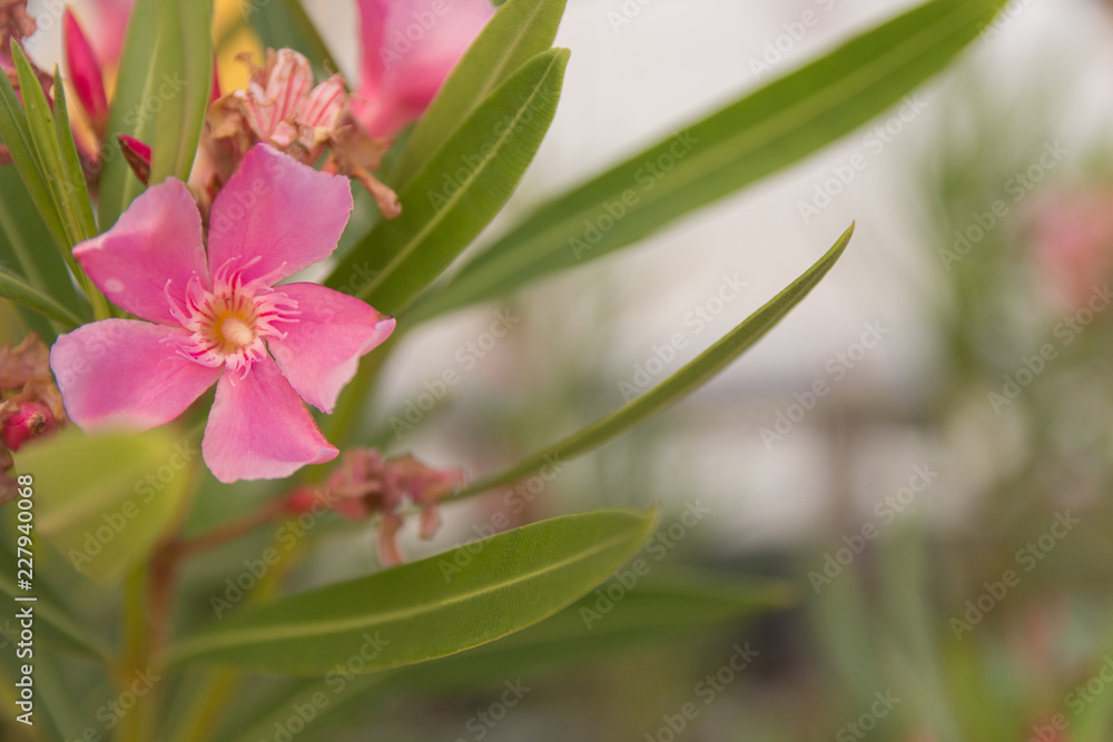 Obraz premium Flower with pink shades