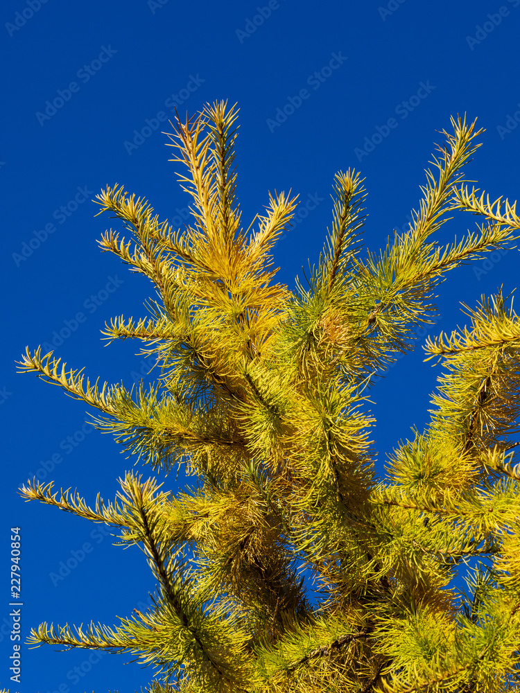 Coniferous tree Coniferous tree