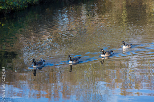 Canadian gees in water