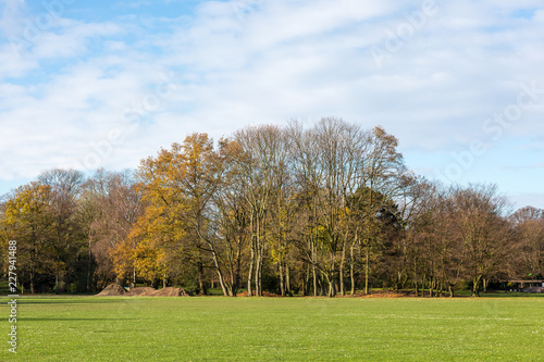 Trees and field in the park