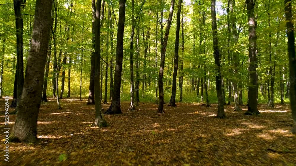 Mountain forest with the trees growing on hills. Young green forest in autumn. Camera movement inside the forest. Forward motion view. Autumn leafs. Beautiful nature, forest wit long trees trunks. Mountain forest with the trees growing on hills. Young green forest in autumn. Camera movement inside the forest. Forward motion view. Autumn leafs. Beautiful nature, forest wit long trees trunks.
