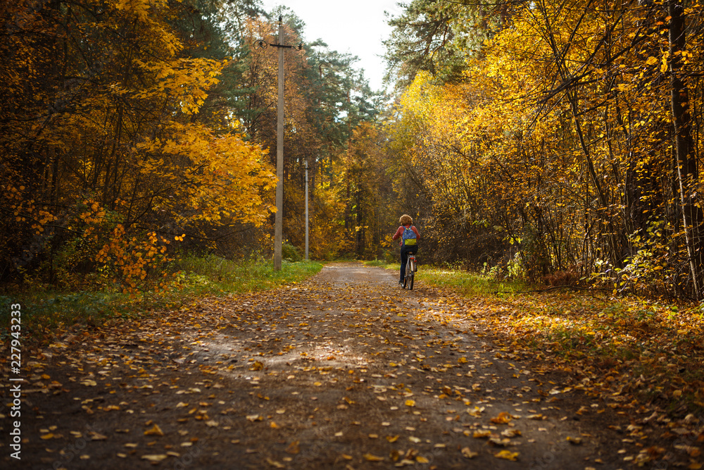 Obraz premium Golden autumn, yellow trees in sunlight, leaves underfoot. Walk through the fabulous autumn forest, Cycling through the yellow forest and the Golden alley