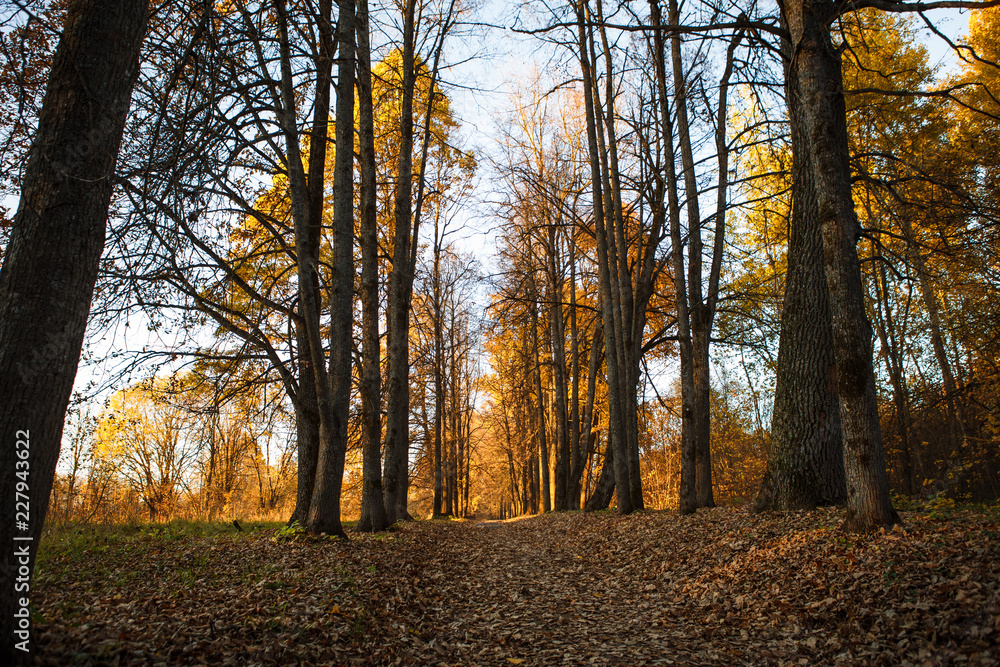 Fototapeta premium Golden autumn, yellow trees in sunlight, leaves underfoot. Walk through the fabulous autumn forest, Cycling through the yellow forest and the Golden alley