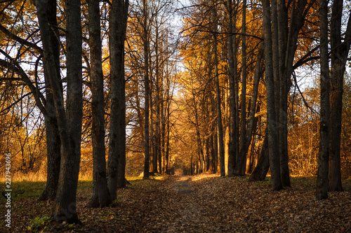 Golden autumn, yellow trees in sunlight, leaves underfoot. Walk through the fabulous autumn forest, Cycling through the yellow forest and the Golden alley