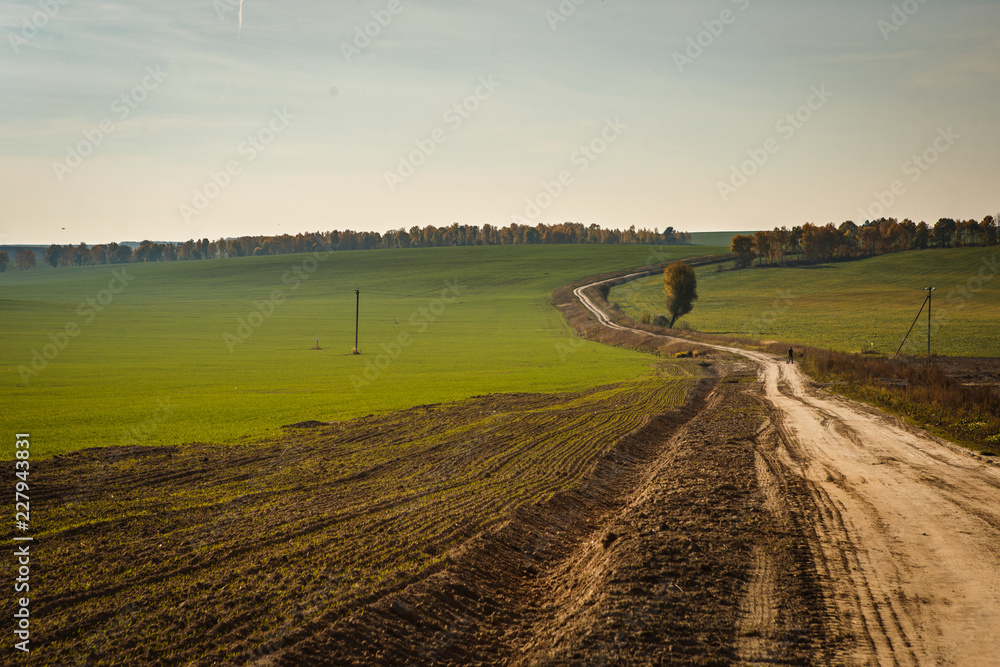 Dirt road in the field goes into the distance. Green grass, lonely tree and bright sun.