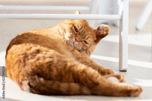 Domestic red cat lying on the floor scratching his ear in a modern home interior