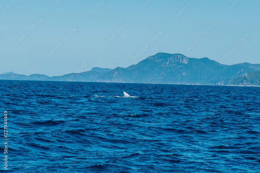 Whale, whitsundays, sea, water,