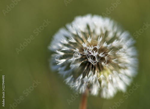 Dandelion, dandelion in green background close up, season for dandelion,fluff of dandelion texture, isoltaed flower with rain drops photo