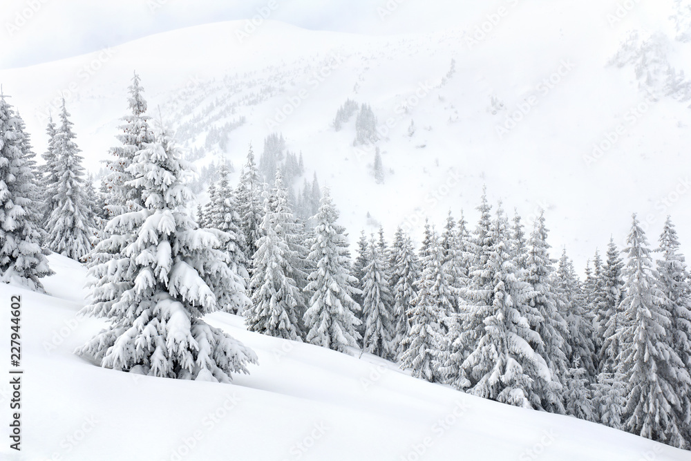 Winter landscape of mountains with of fir forest and glade in snow. Carpathian mountains