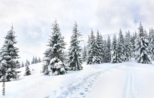 Winter landscape of mountains with path with footprints in snow following in fir forest and glade. Carpathian mountains