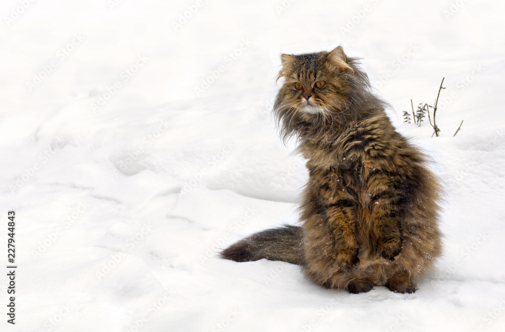 Cat, ( British Longhair ) on snow during snowfall with space for text