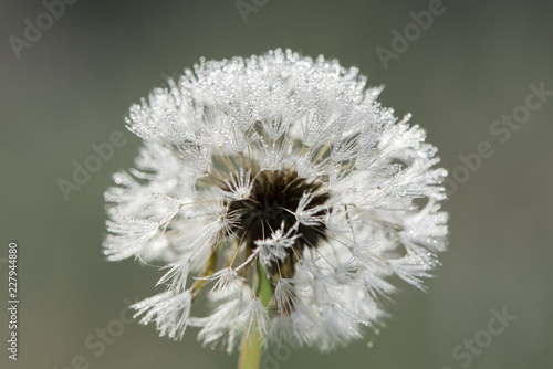 Fototapeta Naklejka Na Ścianę i Meble -  Macro photo of morning dew drops on a dandelion in the summer on a meadow