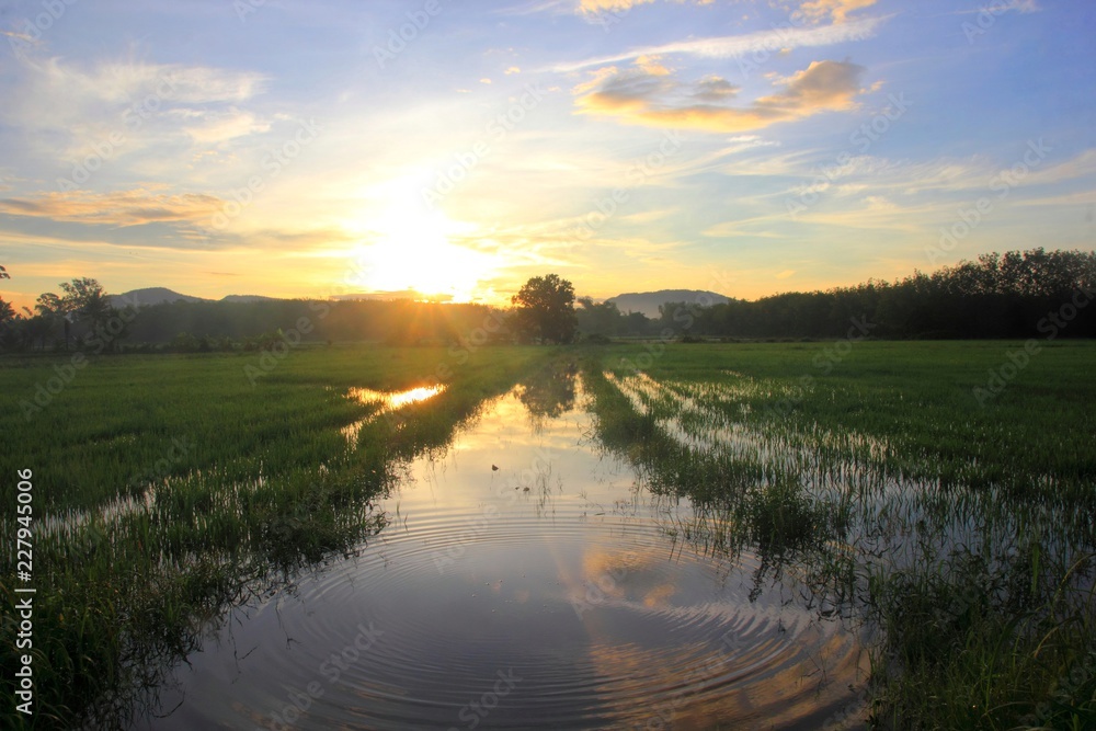 Field rice in the morning,For background Reflective surface water.