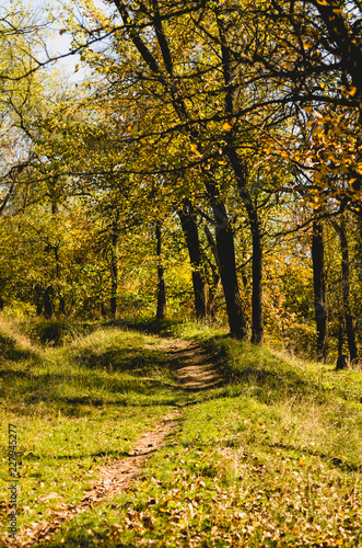 Autumn in the UK. Road in the sunny autumn forest in Cumbria © konoplizkaya