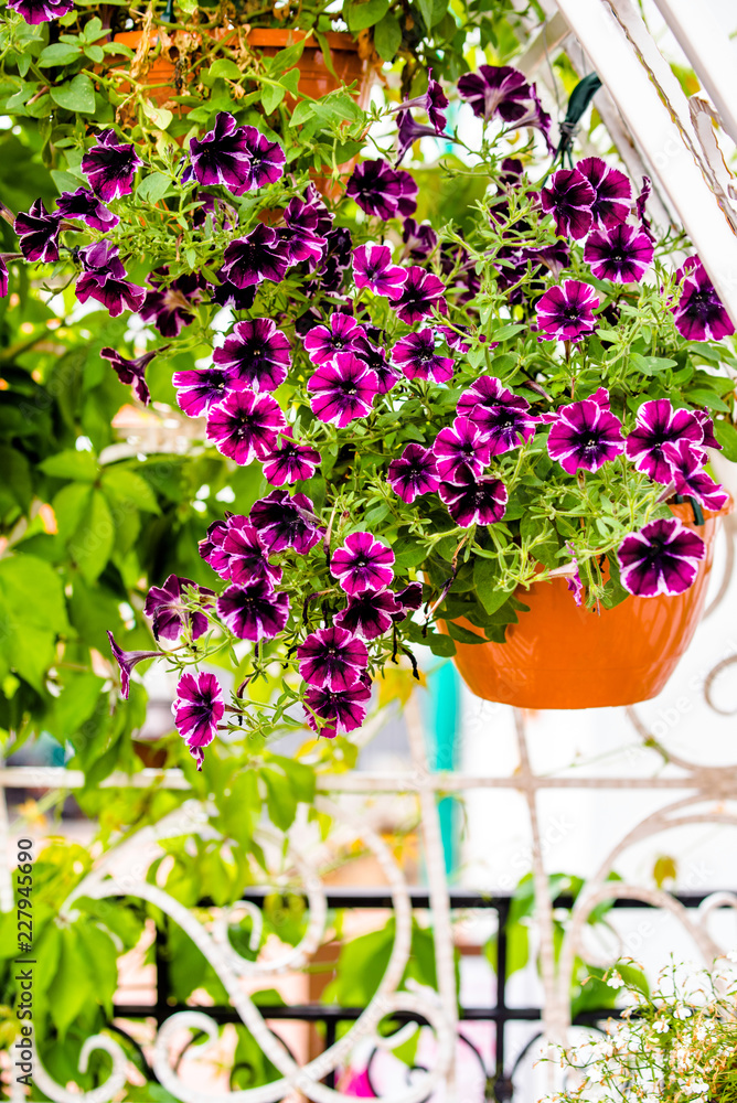 Multicolored petunias grow on flower beds in the city 