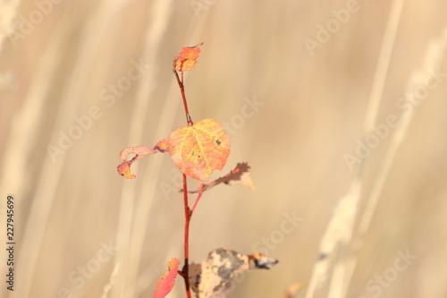 red leaves on a white background