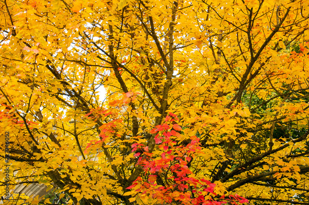 Autumn leaves and trees in the countryside. Autumn leaves and trees in the countryside.