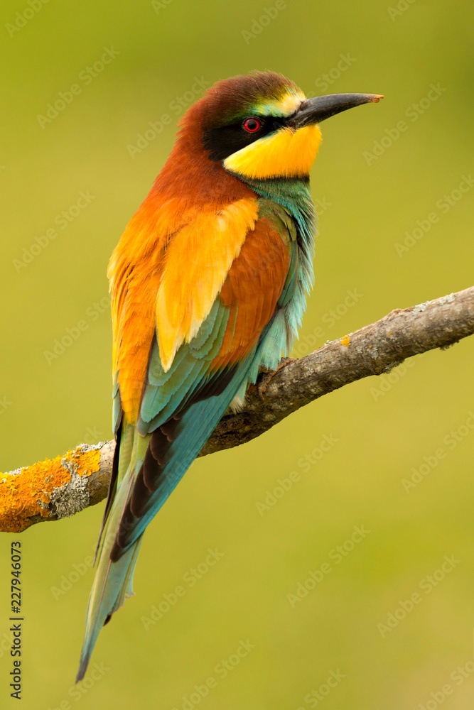 Obraz premium Portrait of a colorful bird