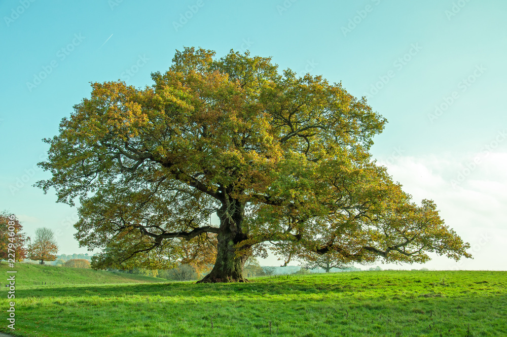 Autumn leaves and trees in the countryside. Autumn leaves and trees in the countryside.