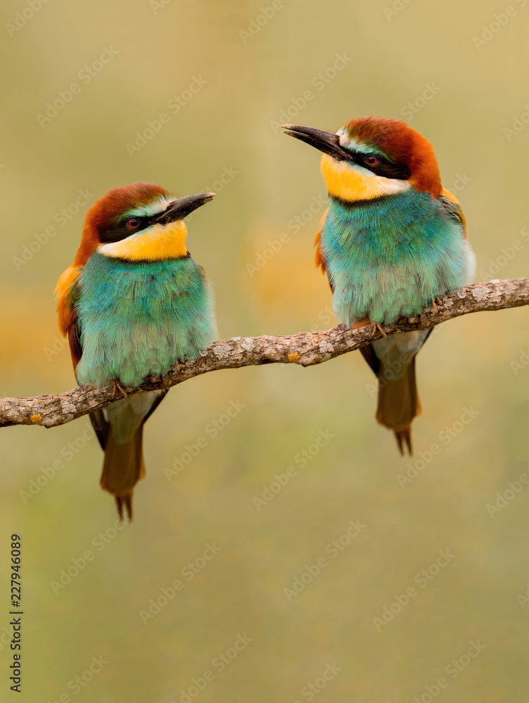 Obraz premium Couple of bee-eaters