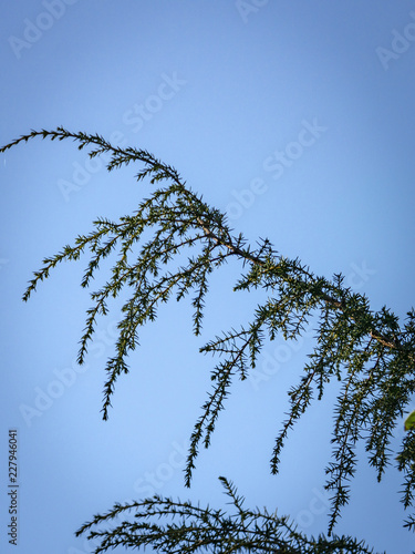 Original texture of uniper Juniperus communis Horstmann needles on blue sky. Elegant nature concept for design photo