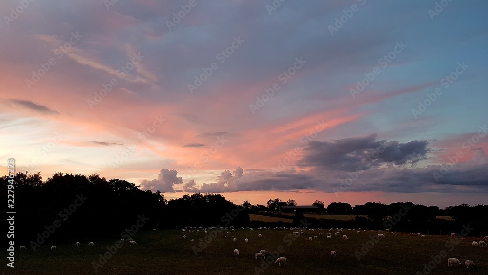 Obraz premium Rural sunset scene with sheep in a field.