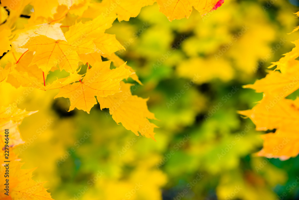 Fototapeta premium Autumn background-yellow maple leaves in the city Park. 