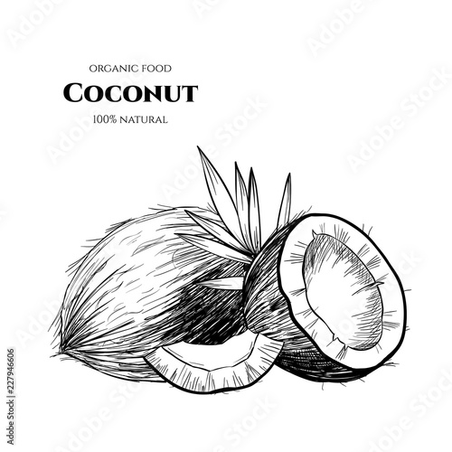 Vector background with  coconut . Hand drawn. Vintage style