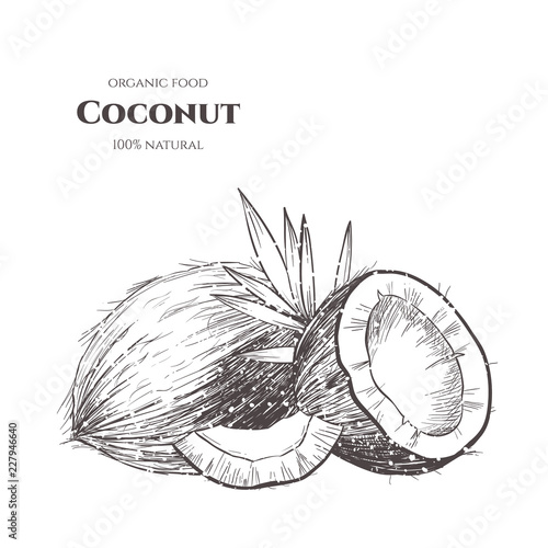 Vector background with  coconut . Hand drawn. Vintage style