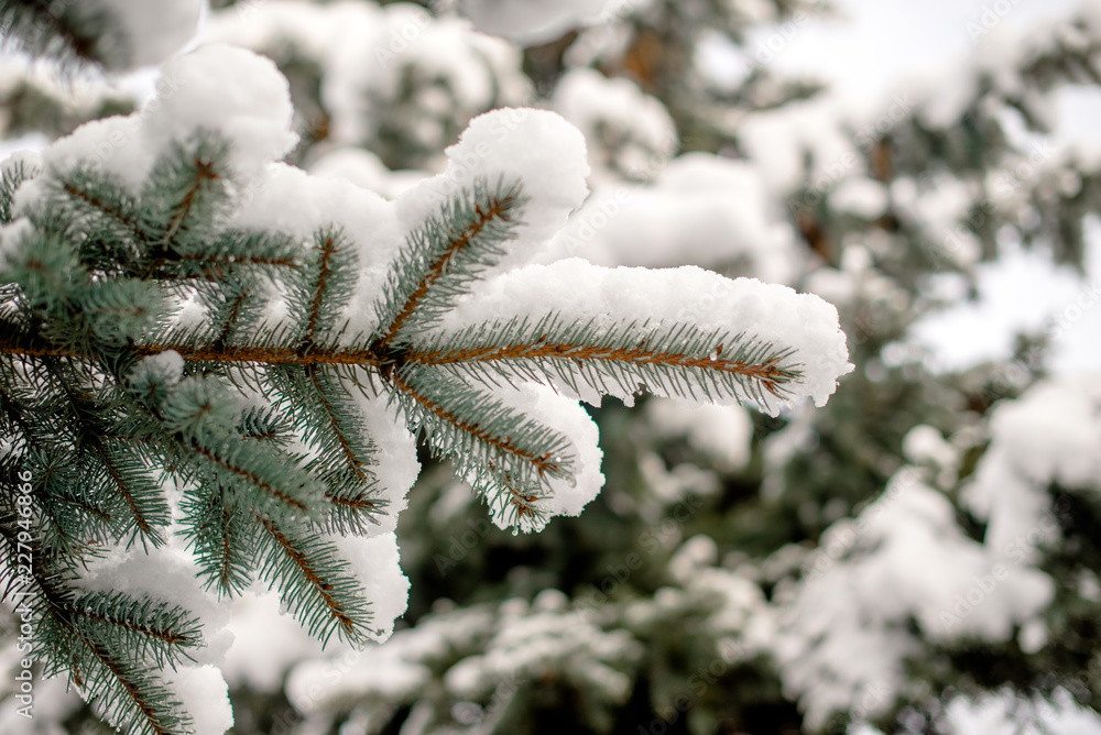 The branch of a silver fir covered with snow The branch of a silver fir covered with snow