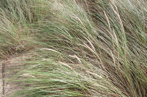 Dune grasses on a summertime beach.