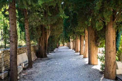 Obraz Aleja topoli w Chorwacji