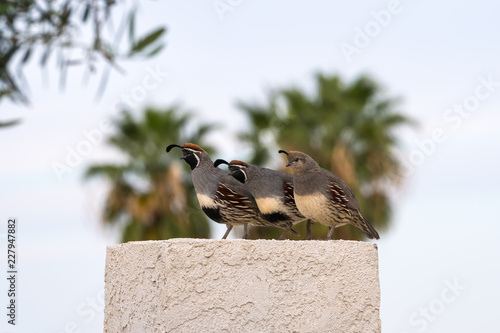 Quail (Callipepla californica) walking along a fence - Arizona Backyard photo