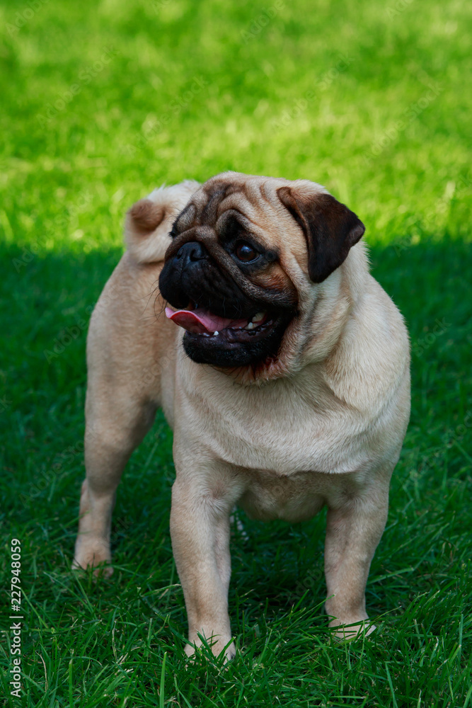 pug dog breed