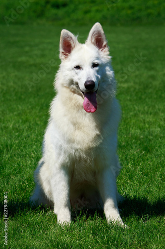 White swiss shepherd dog © deviddo