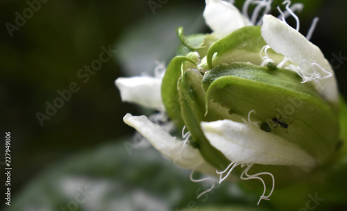 Green and white passion flower on a blurred background