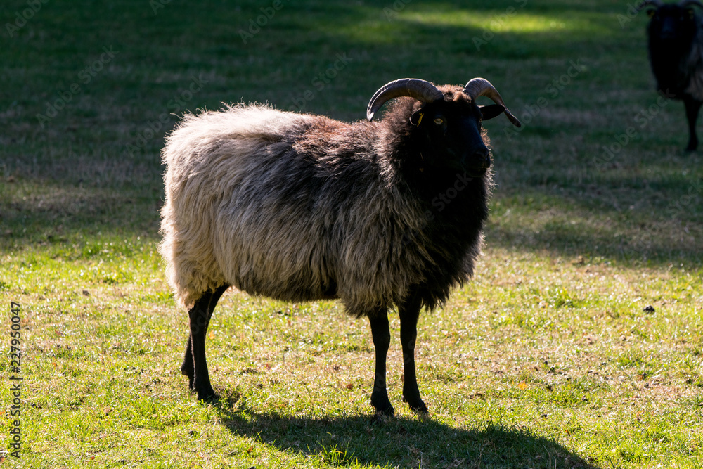 black and white sheep on a green pasture black and white sheep on a green pasture