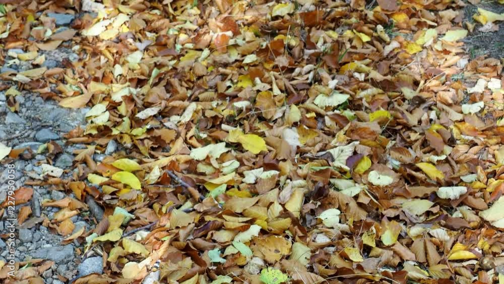 Fallen leaves on the ground. Colorful autumn fallen leaves.
Fallen leaves on the ground. Colorful autumn fallen leaves.