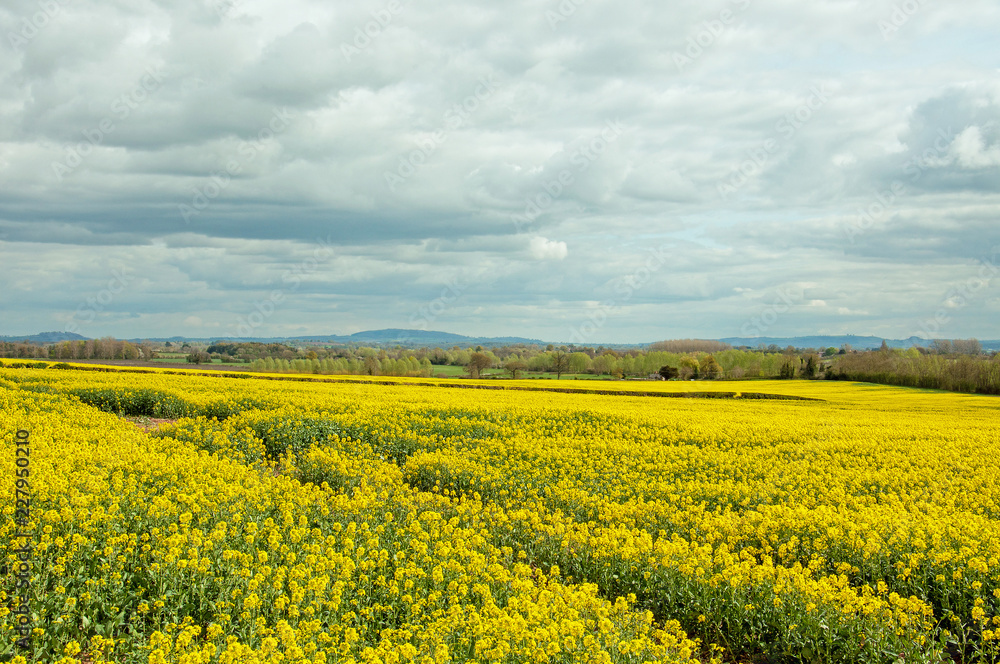 Beautiful yellow canola crops in a summertime field in the English countryside. Beautiful yellow canola crops in a summertime field in the English countryside.