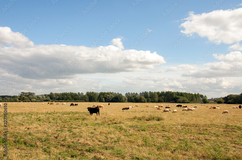 Cattle grazing in a summer meadow.