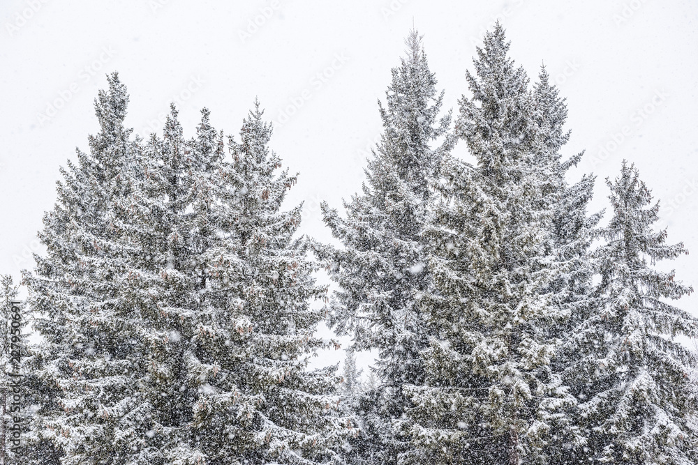Evening snowfall in the mountains with snow-covered pines Evening snowfall in the mountains with snow-covered pines