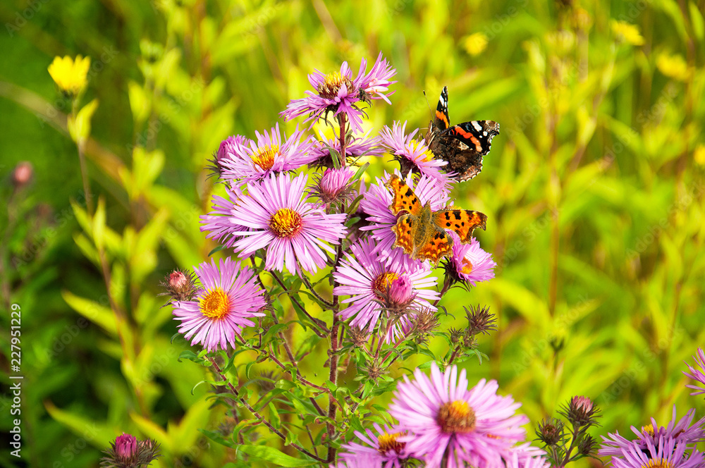 Pretty daisies in a summer garden. Pretty daisies in a summer garden.