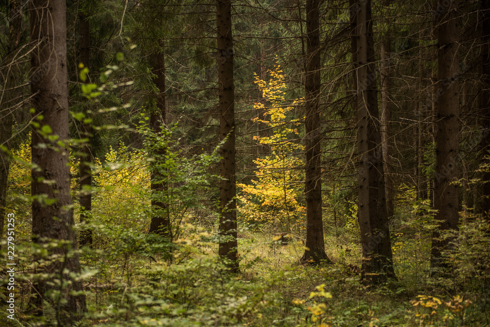 Obraz premium pure clean ecological forest